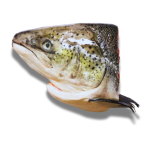 Đầu Cá hồi Na-uy (Salmon Head)