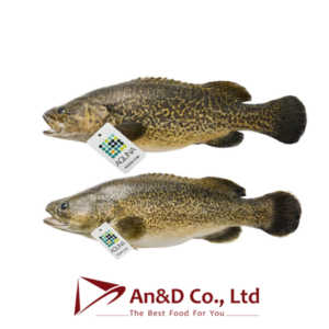 Cá tuyết trắng (Murray Cod) – Siêu thực phẩm lành mạnh cho người Việt hiện đại